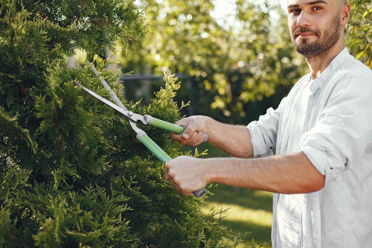 Best Tree Removal Near Me  in Yuipa, CA